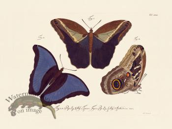 Jablonsky Butterfly 031